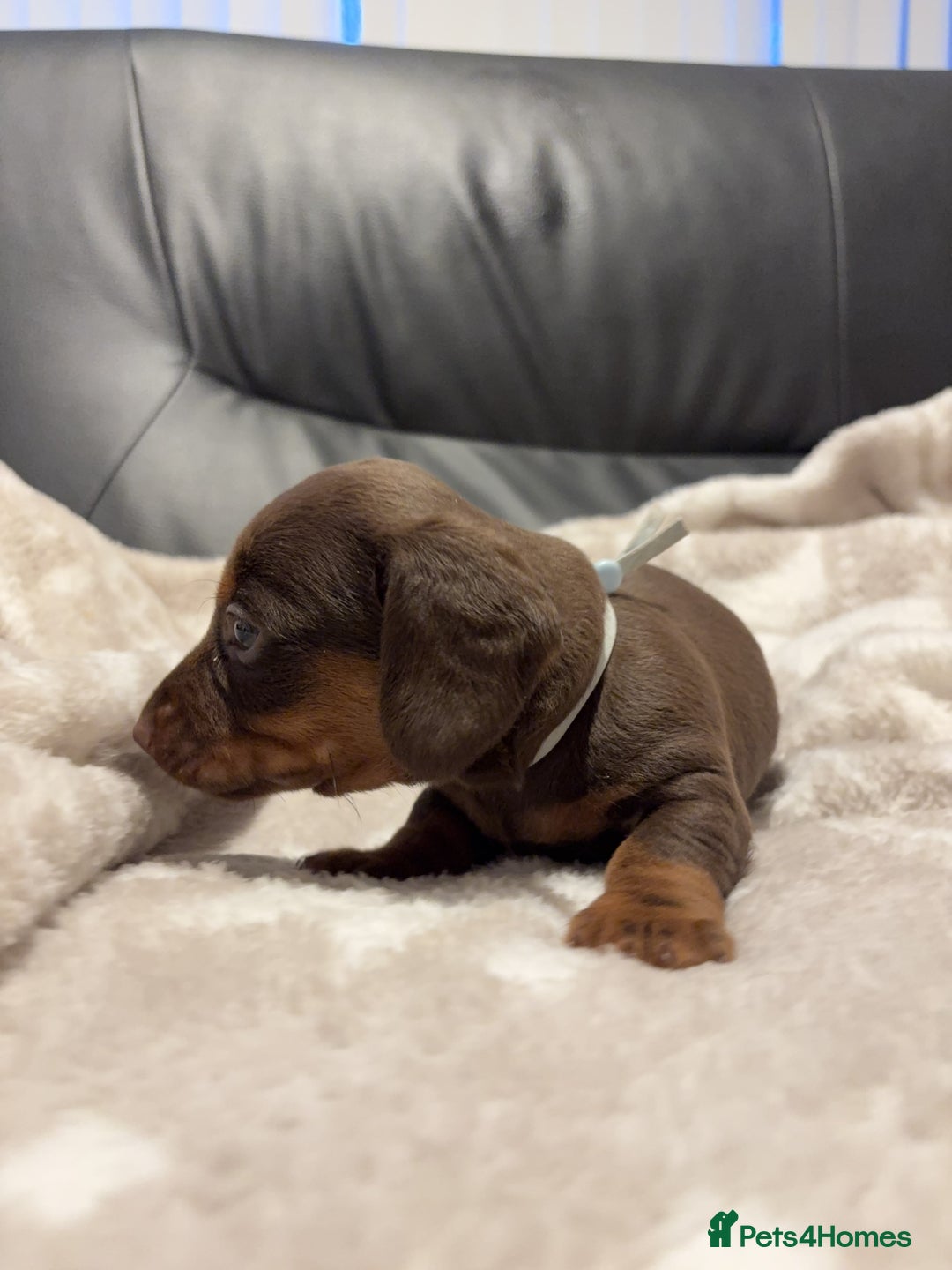 Miniature Dachshund dogs for sale: Miniature Dachshund Puppies Chocolate and Tan KC - Advert 12