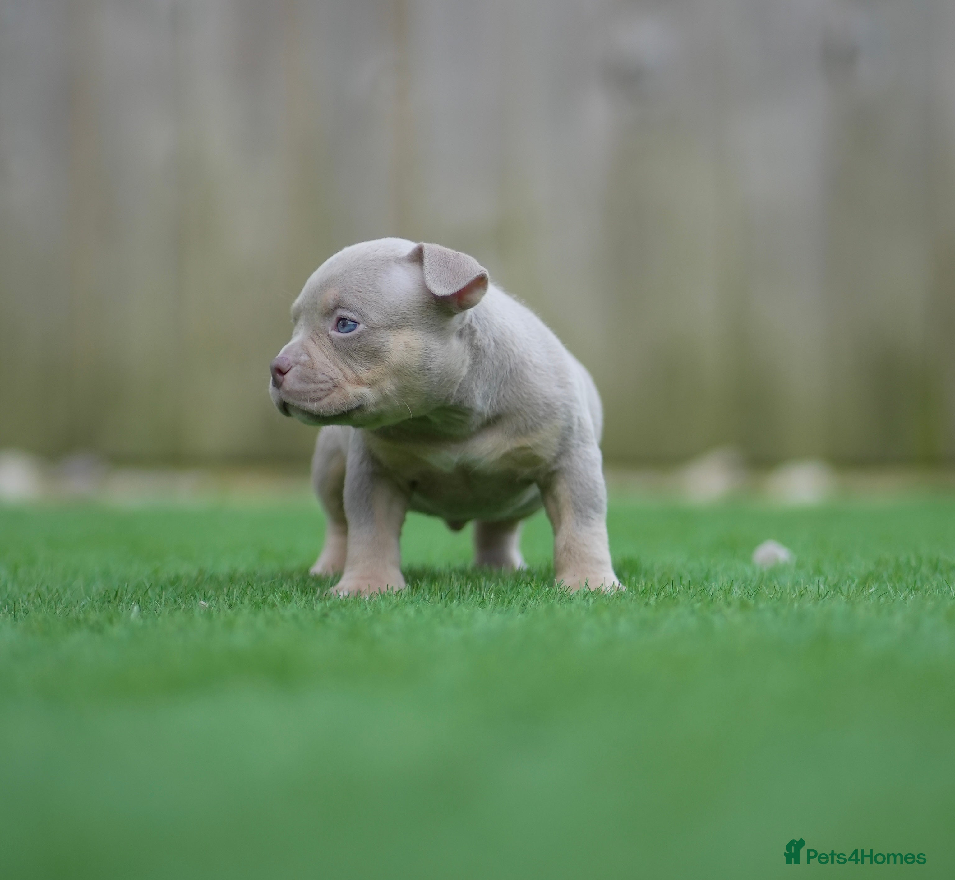 American Bully dogs American Pocket Bully Puppies - Advert 2