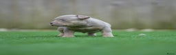 American Bully dogs for sale: Pocket Bully Puppies - Advert 4