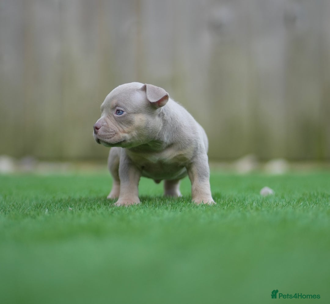 American Bully dogs for sale: Pocket Bully Puppies - Advert 4