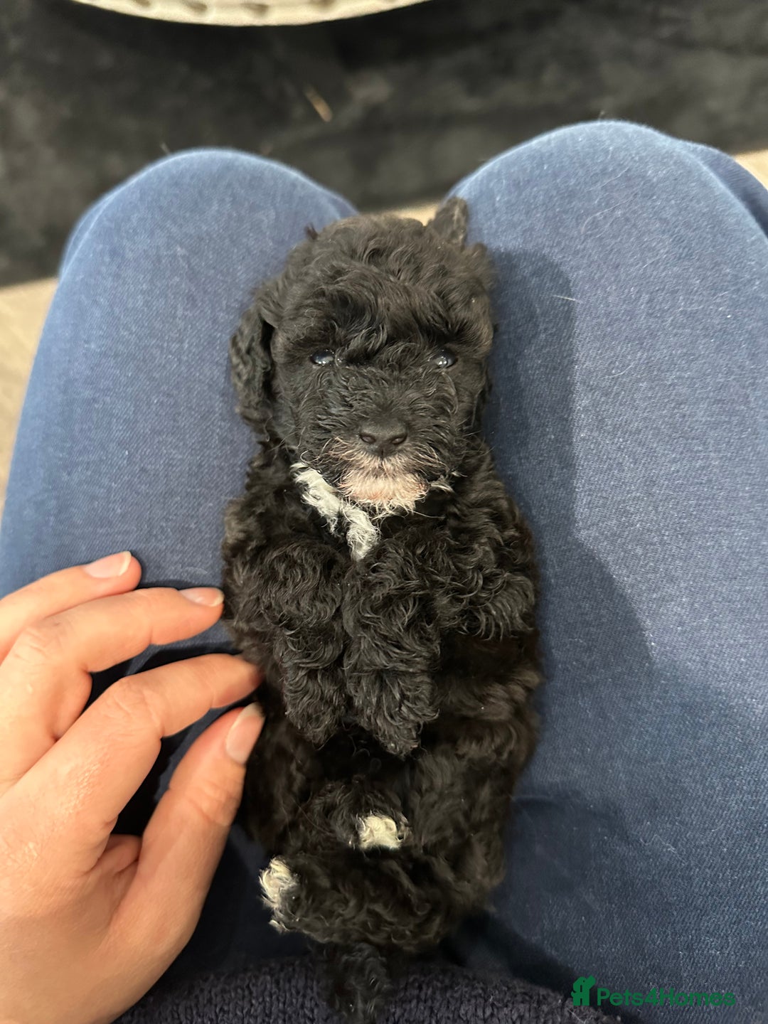 Toy Poodle dogs for sale: Kc Tiny toy poodles DNA 🧬 clear  - Advert 4