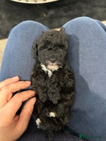 Toy Poodle dogs Kc toy poodles sable/brindle colours - Advert 7