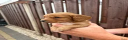 Cocker Spaniel dogs for sale: Cocker spaniel puppies in Doncaster - Advert 25