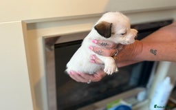 Jack Russell dogs for sale: Jack Russell puppies - Image 2