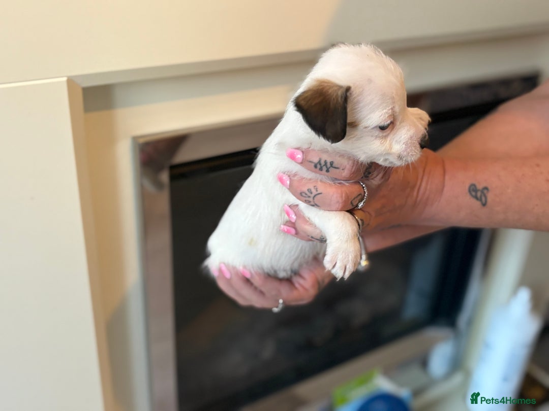 Jack Russell dogs for sale: Jack Russell puppies - Image 2