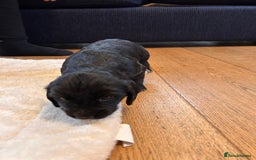 Cocker Spaniel dogs for sale: Beautiful working cocker spaniel puppies  - Image 6