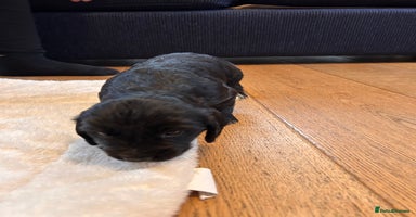 Cocker Spaniel dogs - Advert 5