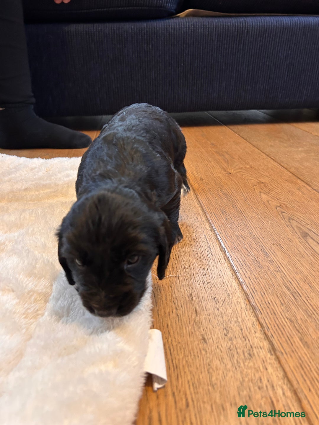 Cocker Spaniel dogs for sale: Beautiful working cocker spaniel puppies  - Image 6