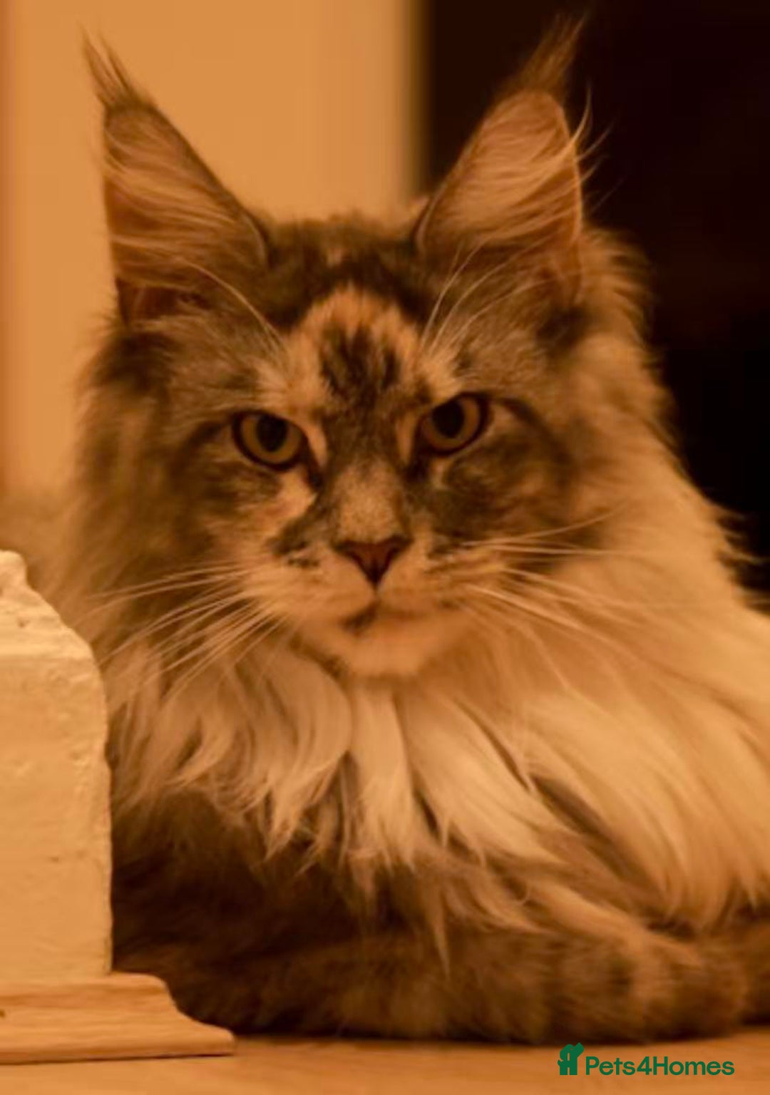 Maine Coon cats for sale: Beautiful Tica Registered Maine Coon Female  - Advert 1