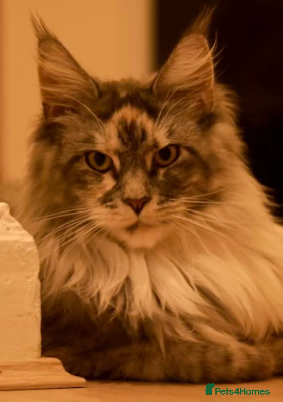 Maine Coon cats for sale: Beautiful Tica Registered Maine Coon Female  - Advert 1