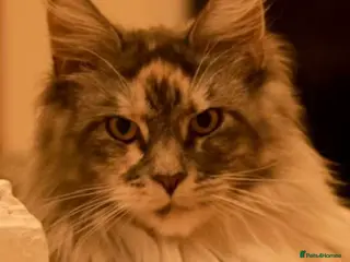 Maine Coon cats Beautiful Tica Registered Maine Coon Female - Advert 8
