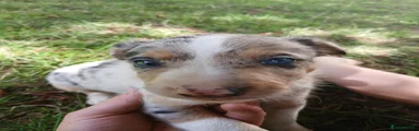Border Collie 1