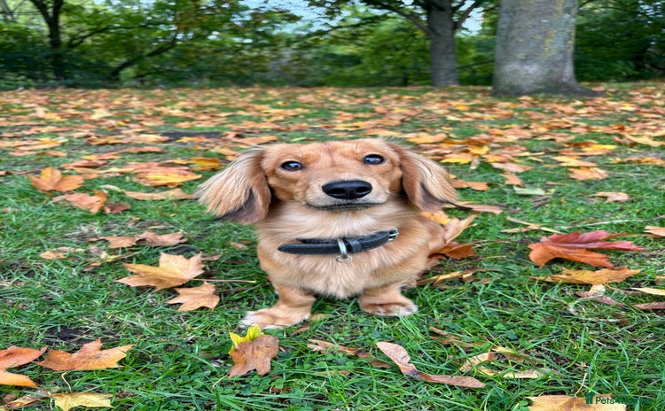 Miniature Dachshund dogs - Advert 1
