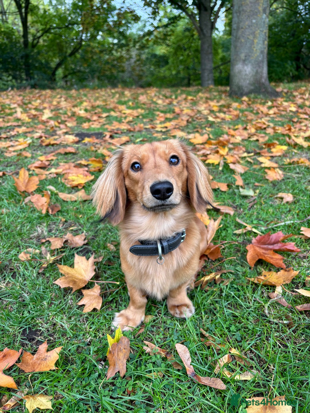 Miniature Dachshund dogs for stud: Shaded cream long haired stud  - Advert 1