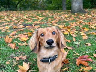 Miniature Dachshund dogs - Advert 21