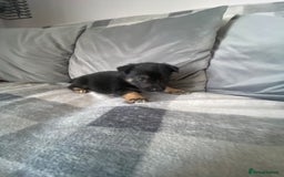 Mixed Breed dogs for sale: Ready for new loving homes now - Image 13