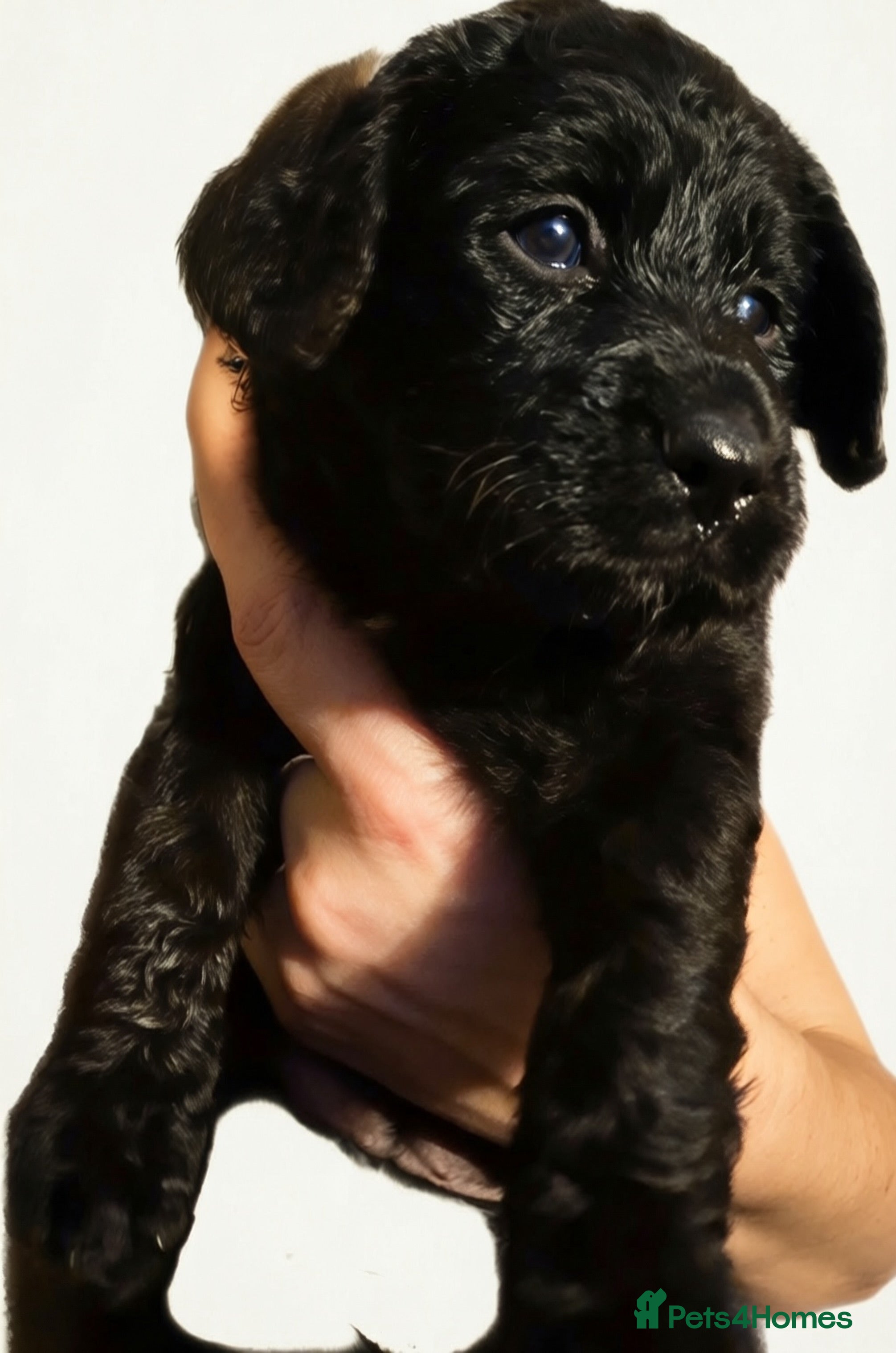Mixed Breed dogs Stunning litter of Gordon Doodles. - Advert 2
