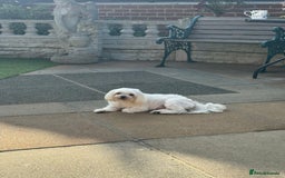 Maltese dogs for sale: Stunning princess looking for a new home!  - Image 3