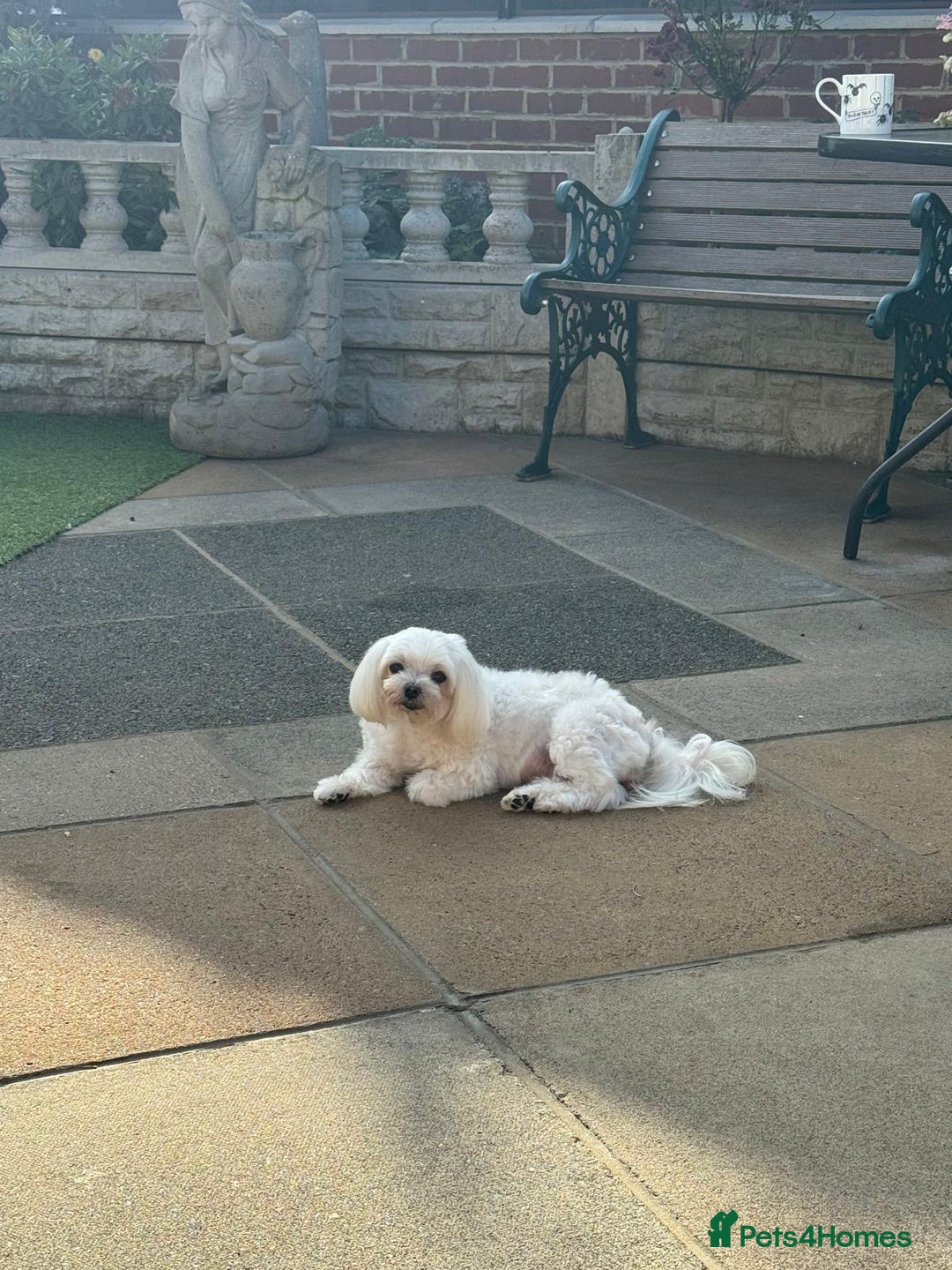 Maltese dogs for sale: Stunning princess looking for a new home!  - Image 3