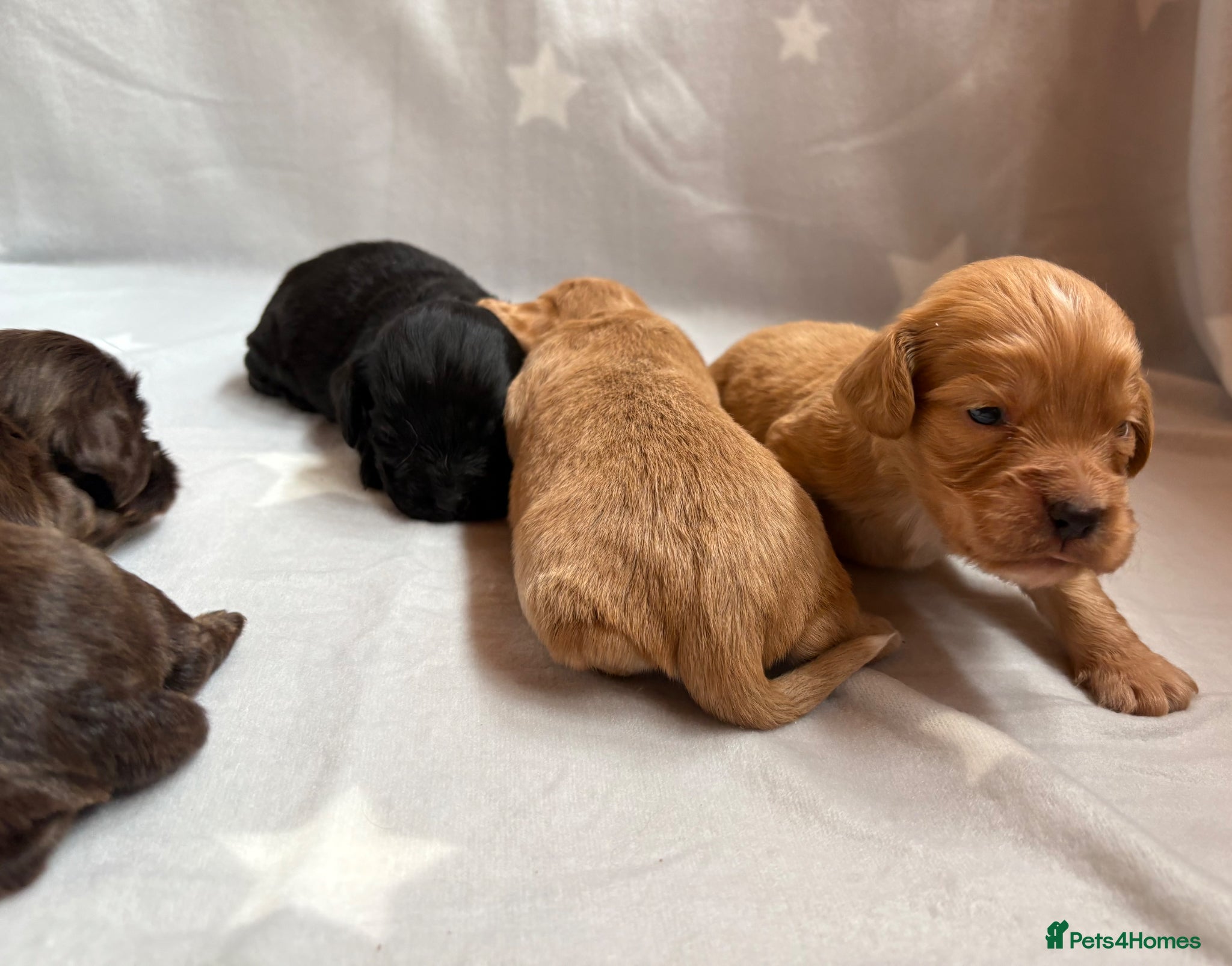 Cocker Spaniel dogs for sale: Stunning Working Cocker spaniels  - Advert 6