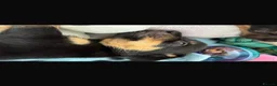 Jack Russell dogs for sale:  Jack Russell puppies for sale  - Advert 27