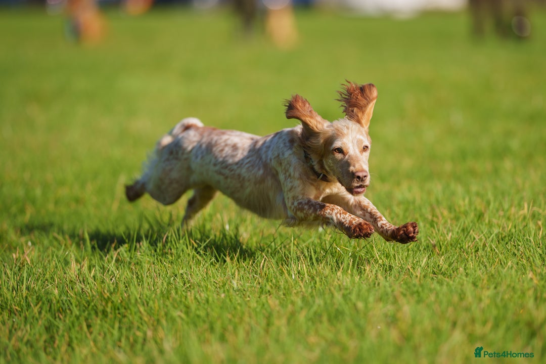 Cocker Spaniel dogs for sale: Working Cocker Spaniel Puppies  - Advert 3