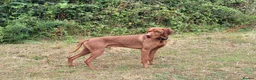 Hungarian Vizsla dogs for stud: PROVEN!!!championship blood line!!!! ❤️ in Llantwit Major - Advert 21