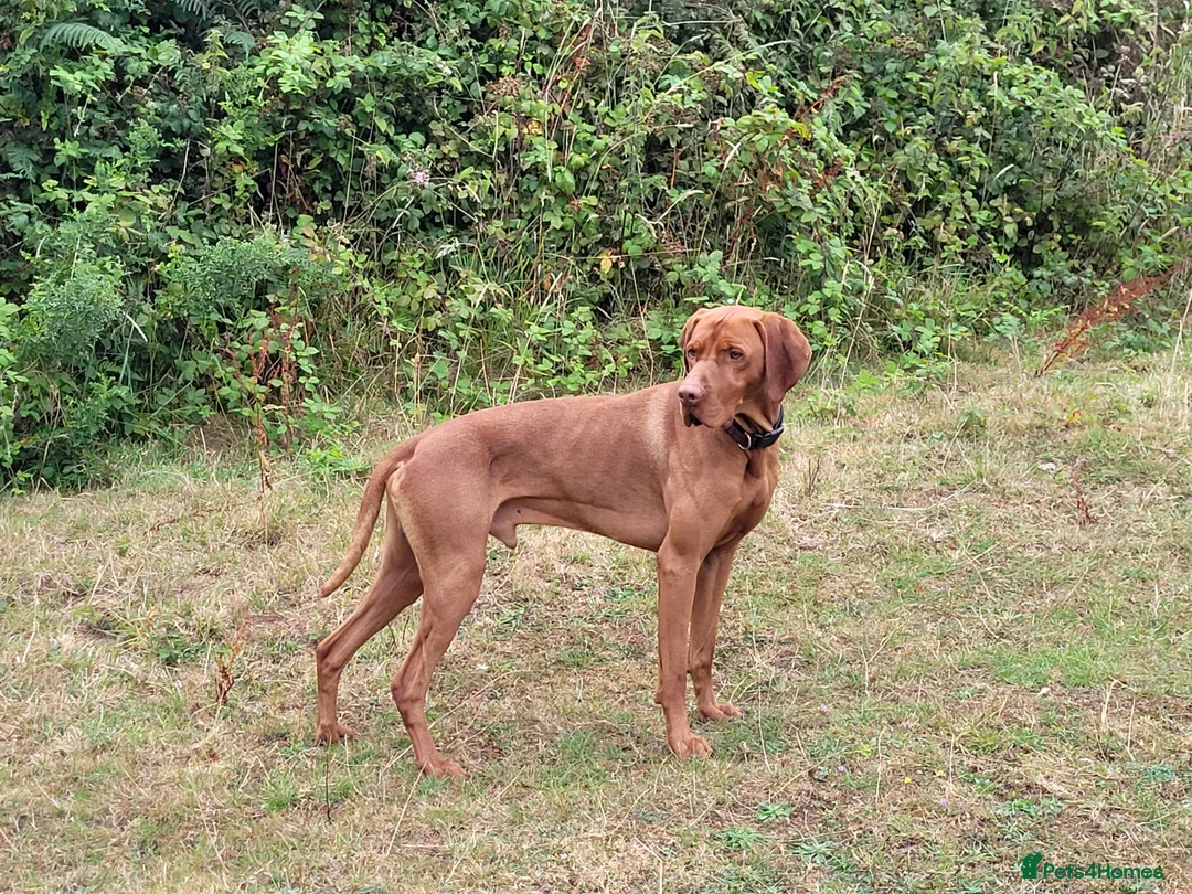 Hungarian Vizsla dogs for stud: PROVEN!!!championship blood line!!!! ❤️ in Llantwit Major - Advert 21