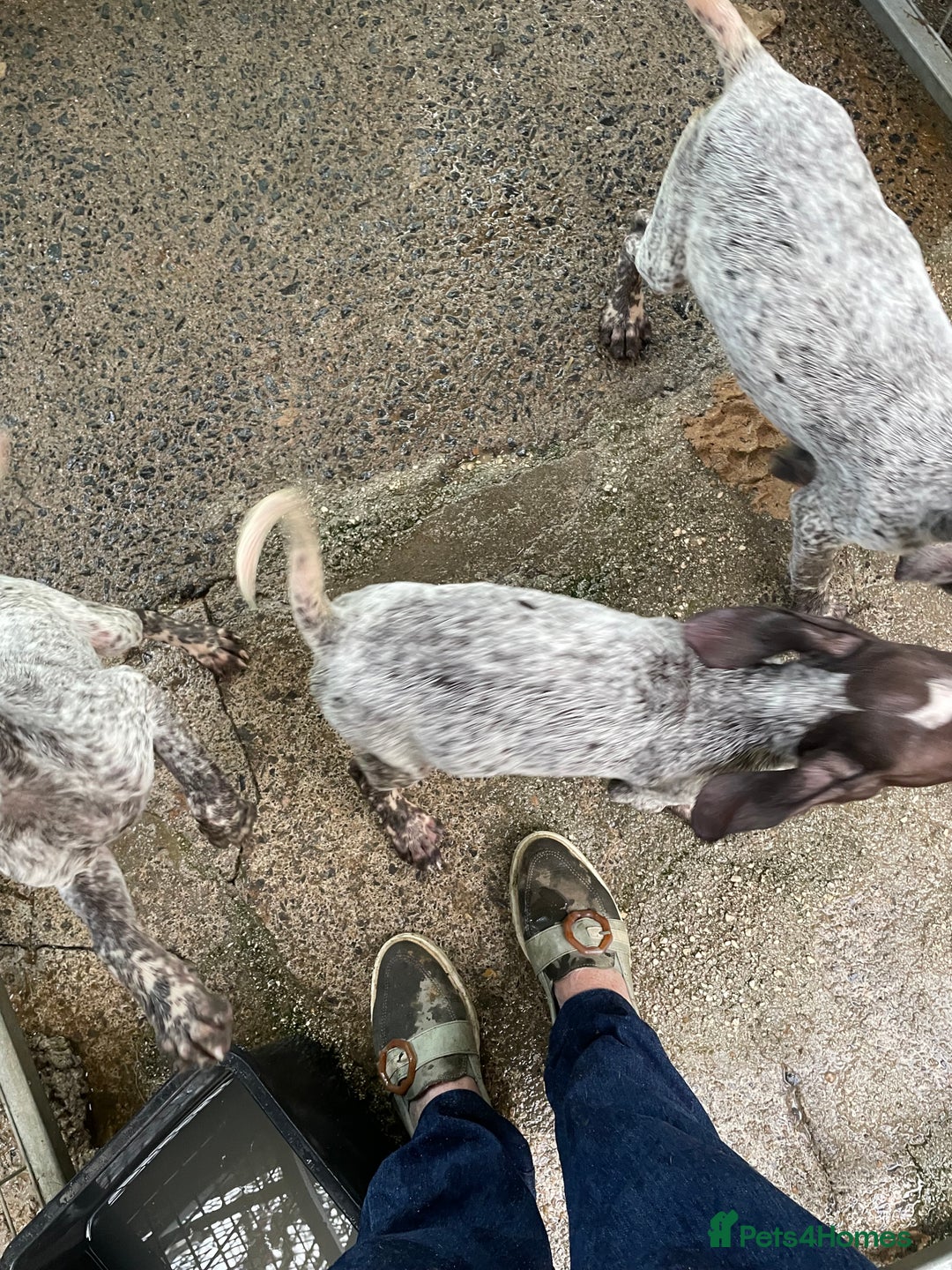 German Shorthaired Pointer dogs for sale: Pointers - Advert 4