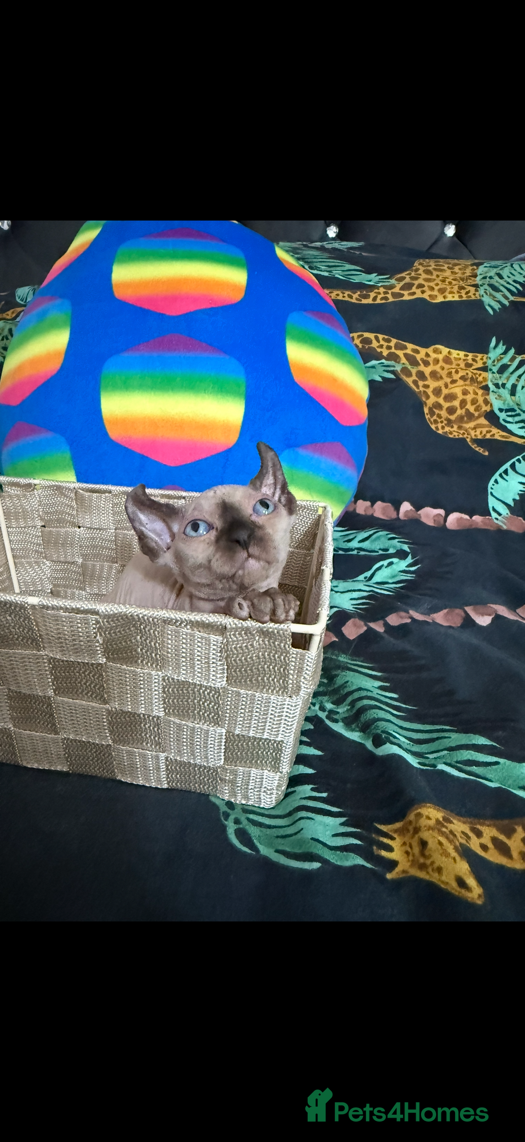 Sphynx cats for sale: Bald, bold elf blue eyes kittens  - Image 8