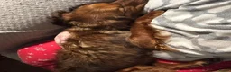 Brittany Spaniel dogs for adoption: Young, handsome, super friendly Theo in Norfolk - Advert 9