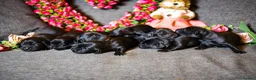 Labrador Retriever dogs for sale: Beautiful Soft Natured Black Labradors KC Reg - Advert 10
