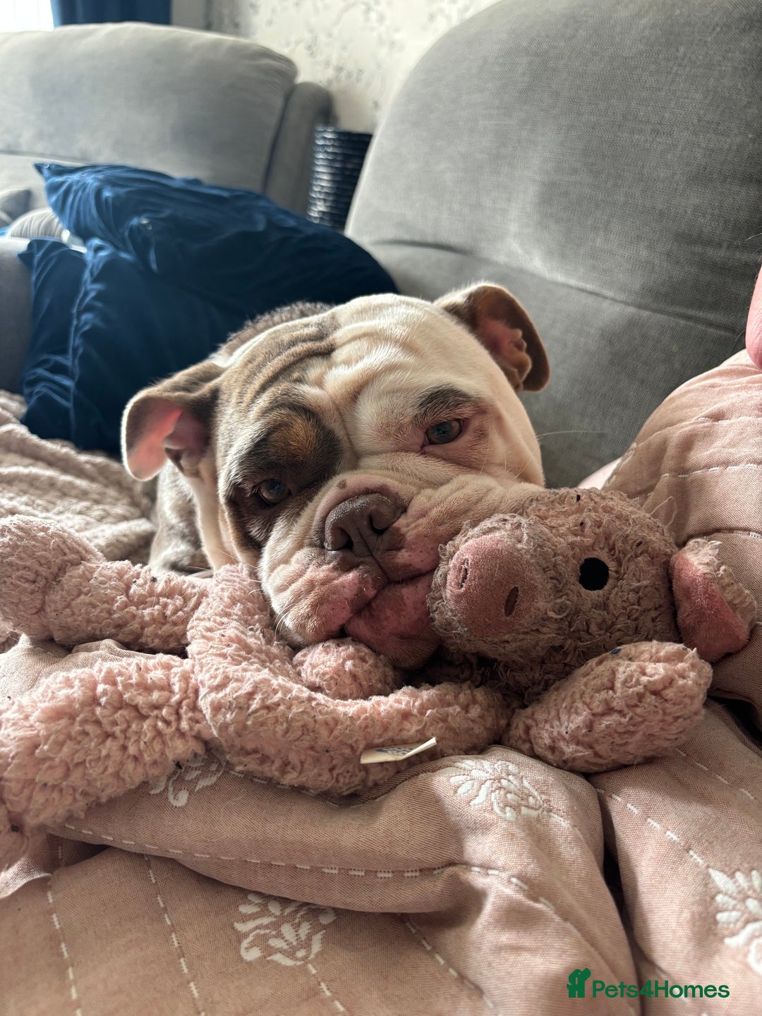 Mixed Breed dogs for sale: New English Bulldog - Advert 3