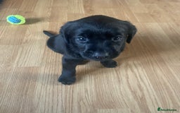 Labrador Retriever dogs for sale: 10 Beautiful black Labrador puppies - Image 18