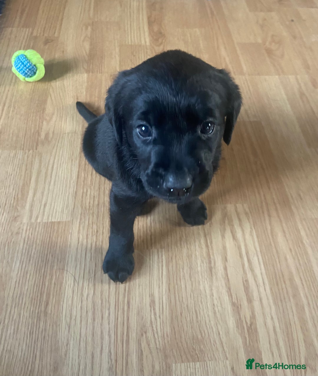 Labrador Retriever dogs for sale: 10 Beautiful black Labrador puppies - Image 18