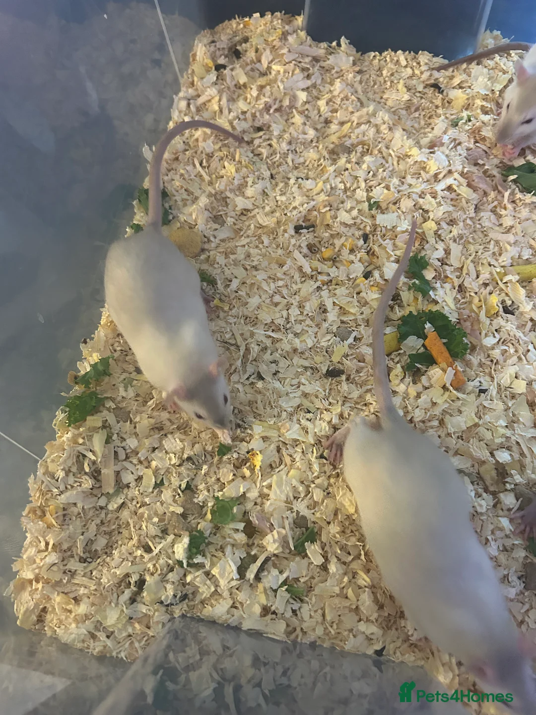 Rat rodents for sale: 4 boys left Ready now Beautiful Babies  - Advert 5
