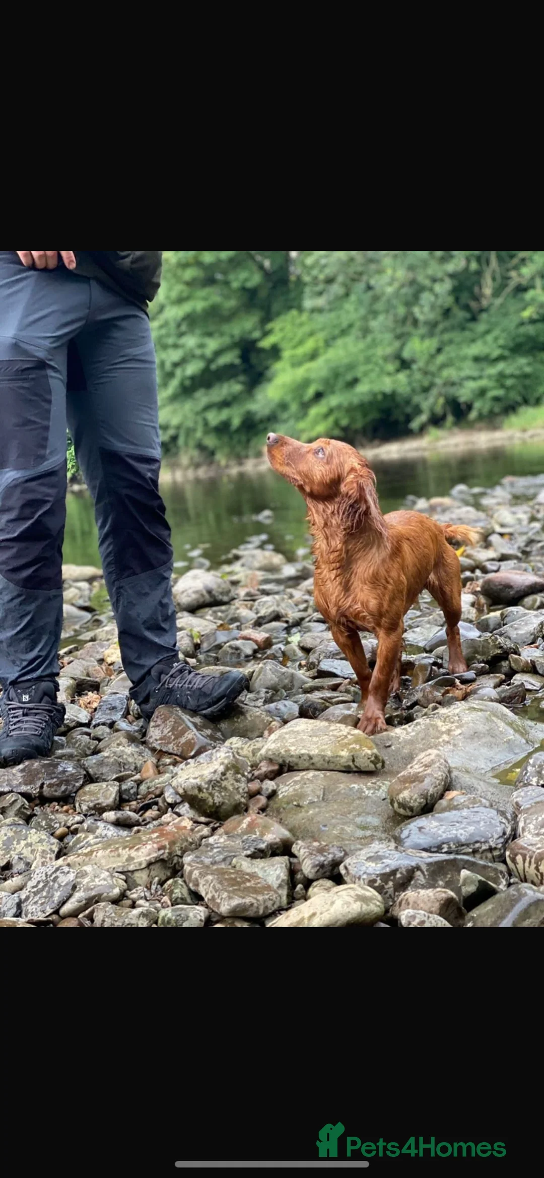 Cocker Spaniel dogs for sale: Kc Fox red, working cocker spaniels pups - Advert 21