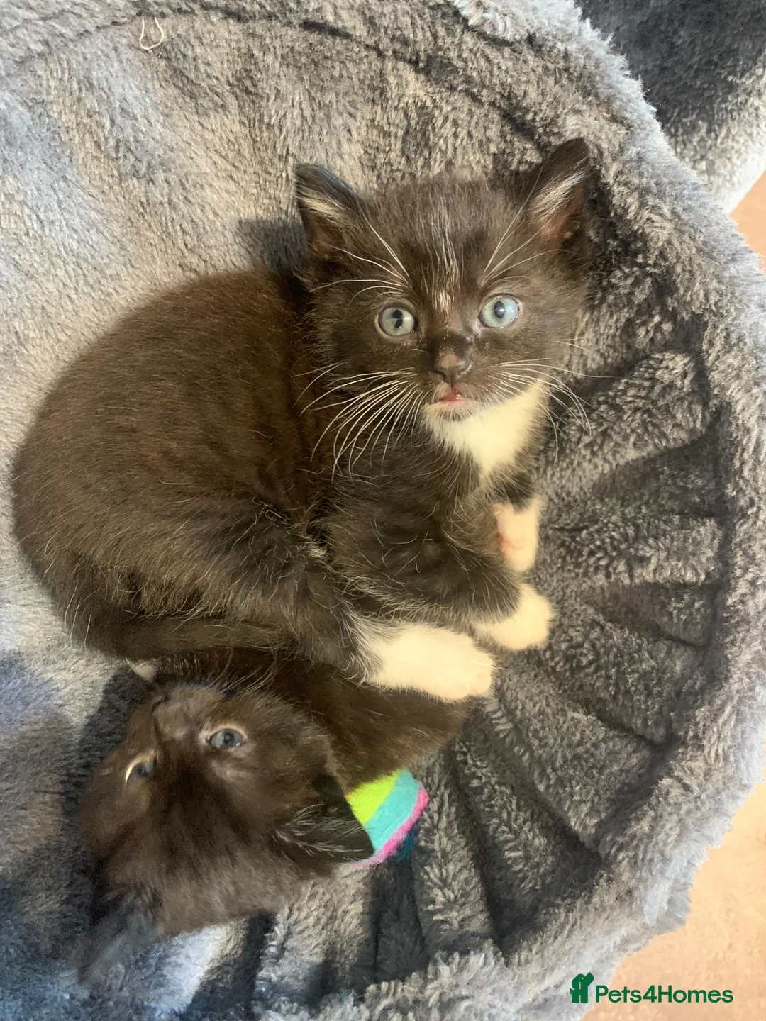 Mixed Breed cats for sale: Beautiful kittens looking for homes ! 2 girls 1boy - Advert 8