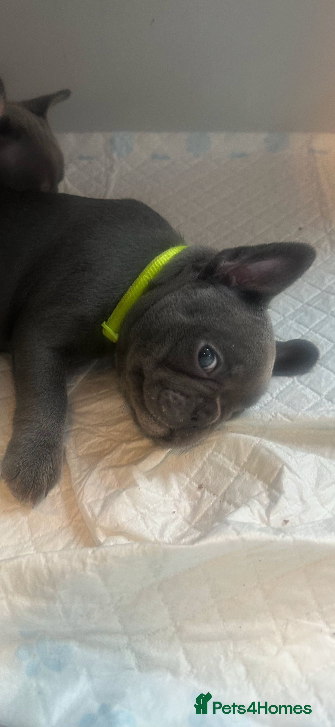 French Bulldog dogs French bulldog puppies - Advert 13