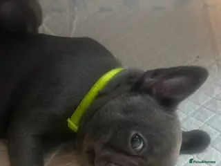 French Bulldog dogs French bulldog puppies - Advert 13