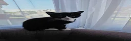 Domestic Shorthair cats for sale: Two domestic shorthair kittens, 5 months old. - Advert 5