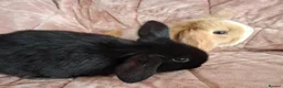 Mini Lop rabbits for sale: Mini lop bunnies  - Advert 2