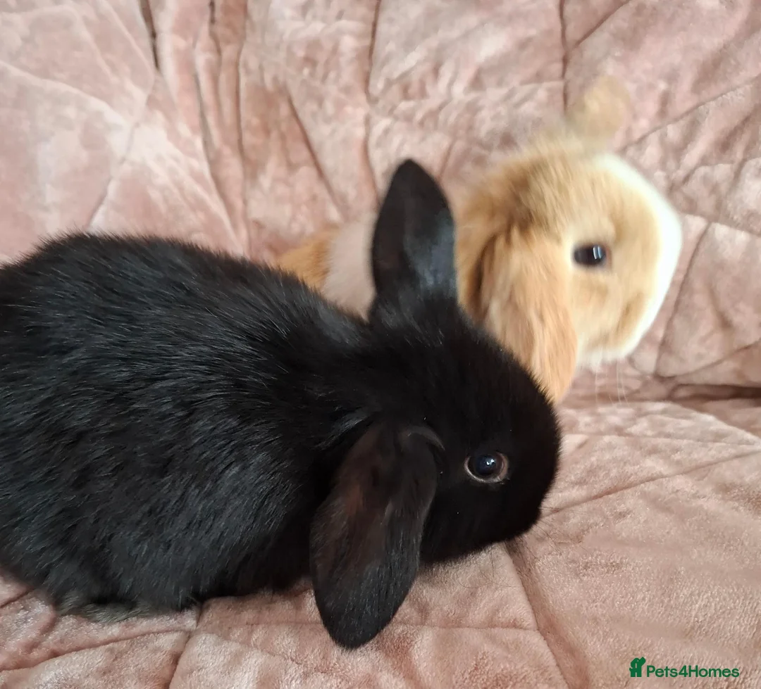 Mini Lop rabbits for sale: Mini lop bunnies  - Advert 2