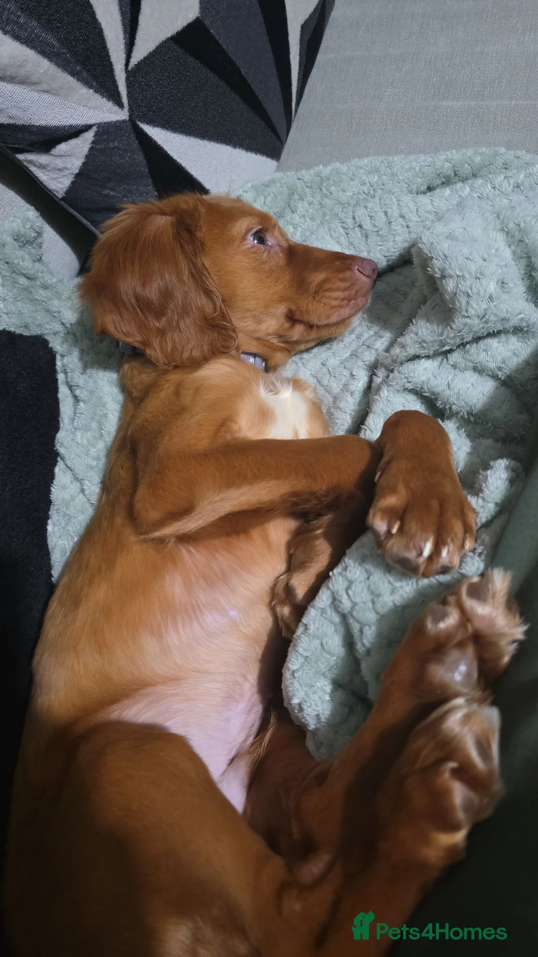 Cocker Spaniel dogs for sale: 15 week old cocker spaniel pup - Advert 6