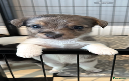 Jack Russell dogs for sale: Jack Russell pups  - Image 9