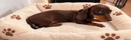 Miniature Dachshund dogs for sale: Miniature Dachshund Puppies  - Advert 15