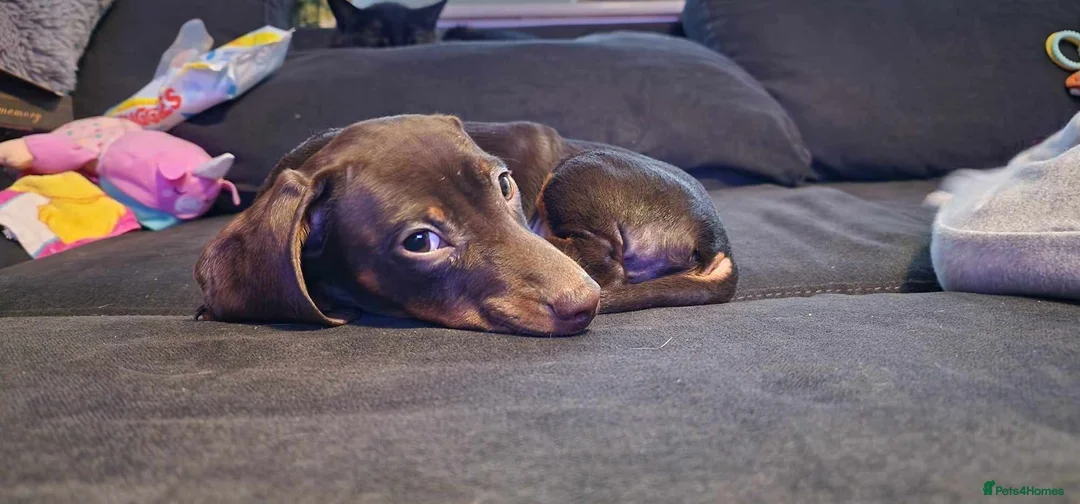 Miniature Dachshund dogs for sale: Miniature dachshund-Peanut- looking for new home - Advert 2