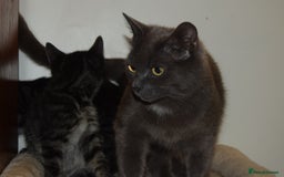 Bengal cats for sale: BEAUTIFUL HALF BENGAL KITTENS - Image 9