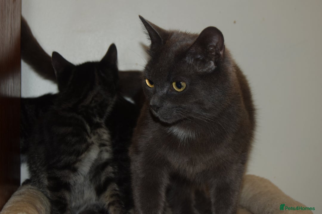 Bengal cats for sale: BEAUTIFUL HALF BENGAL KITTENS - Image 9