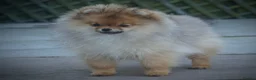 Pomeranian dogs for sale: ** STUNNING FEMALE POMERANIAN **  - Advert 6